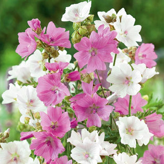 Malva Moschata - Miscuglio - Fiori pastello per tutta l’estate - Malva moschata