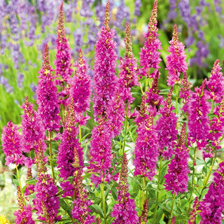 Salcerella comune - Rosy Gem - Aggiunta preziosa per un prato fiorito - Lythrum salicaria