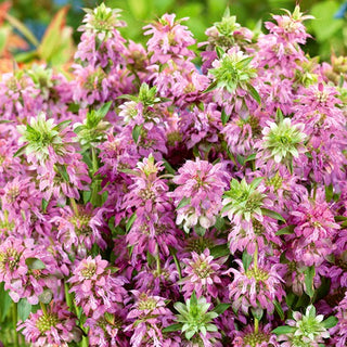 Monarda citriodora - Decorazione per aiuole e angoli di erbe aromatiche - Monarda citriodora