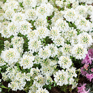 Iberide Sempreverde - Pianta tappezzante perenne a fiori densi - Iberis sempervirens