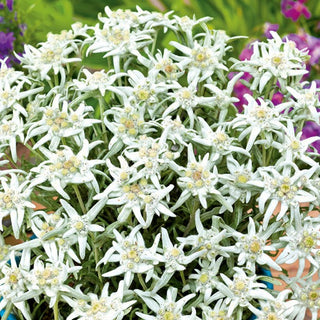Stella Alpina - Perenne, resistente pianta da roccia - Leontopodium alpinum