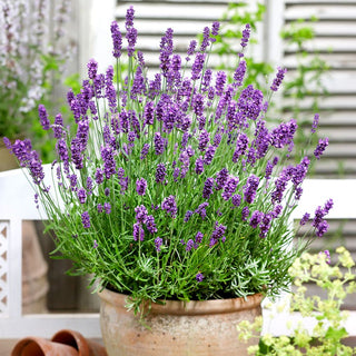 English Lavender - Aromatic Queen of Gardens - Lavandula officinalis - Premium Seeds