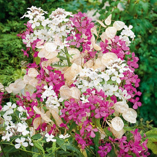 Moneta del Papa - Decorativa per tutta la stagione - Lunaria biennis