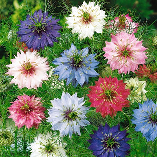 Nigella di Damasco - Miscuglio - Mosaico colorato di fiori estivi - Nigella damascena