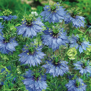 Nigella di Damasco - Blu - Fascino dei fiori azzurri - Nigella damascena