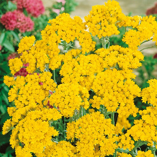 Helipterum - Dorate, abbondantemente striscianti capituli - Helipterum humboldtianum