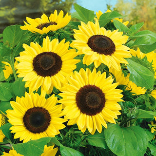 Girasole - Bambino - Perfettamente dorato per vasi e balconi - Helianthus annuus
