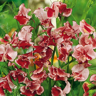 Pisello Odoroso - Wiltshire Ripple - Contrasto elegante tra crema e rosso - Lathyrus odoratus