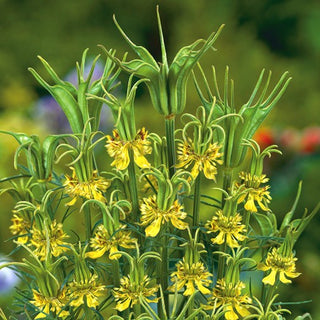 Nigella orientalis - Pianta ornamentale unica - Nigella orientalis