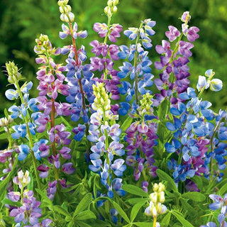 Lupino annuale - Pixie Delight - Fioritura abbondante per tutta l’estate - Lupinus hartwegii