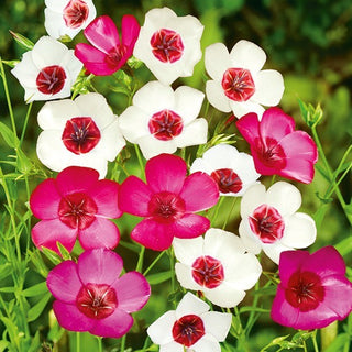 Lino a Fiori Grandi - Miscuglio - Fiori eleganti in molte tonalità - Linum grandiflorum