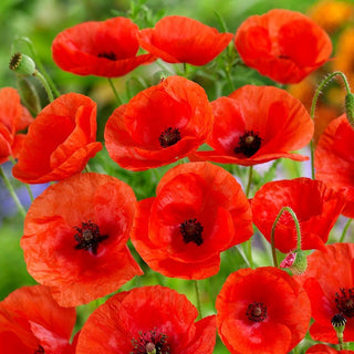 Common Poppy - Fiery Decoration for Borders - Papaver rhoeas - Premium Seeds