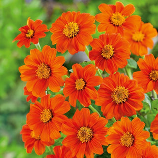 Girasole Messicano - Goldfinger - Spettacolare e perfetta per aiuole e giardini - Tithonia rotundifolia