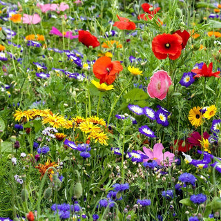 Flowery Meadow - Seed Mix of Over 40 Species - Explosion of Colours and Scents - Premium Seeds