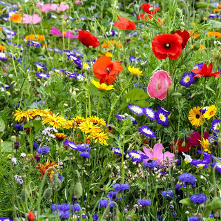 Prato fiorito - miscela di semi di oltre 40 specie di fiori selvatici - Diversità floreale in giardino - Confezione Mega - 100 g