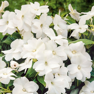 Impantiens o Fiore di Vetro - Bianco - Decorativo, fioritura estiva e autunnale - Impatiens walleriana