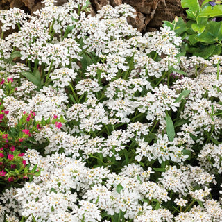 Iberide Rossa - Bianco - Eccellente dal profumo delicato - Iberis umbellata