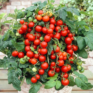 Mascot Tomato - Productivity and Sweet Taste, Perfect for Salads - Premium Seeds