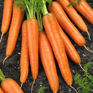 First Harvest Carrot - Variety for the Impatient, Perfect for Salads and Juices - Premium Seeds