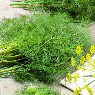 Aneto Moravan - Foglie verde scuro, aroma meraviglioso - Confezione Mega - 500 g