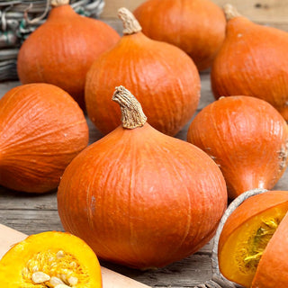 BIO Zucca Uchiki Kuri - Varietà giapponese, ideale per la cottura al forno