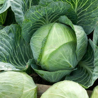 Stone Head White Cabbage - Perfect for Pickling and Culinary Experiments - B. oleracea var. capitata f. alba - Premium Seeds