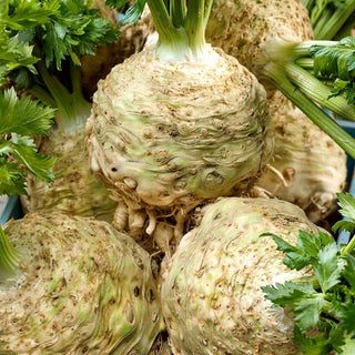 Talar Celeriac - Resistant, Perfect for Soups, Salads and Preserves - Premium Seeds