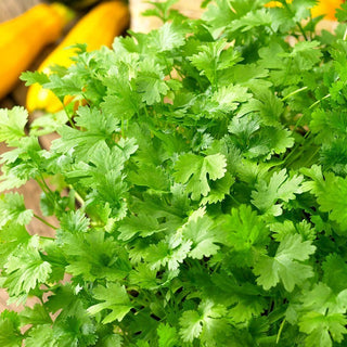 Coriander - Easy to Grow, Health Benefits, Indispensable Spice - Coriandrum Sativum - Premium Seeds