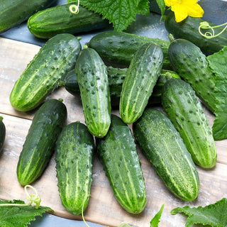 Cucumber Sremski F1 - Rich Harvests, Exceptional Taste and Disease Resistance - Premium Seeds