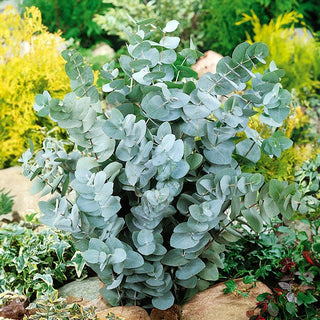 Eucalyptus cinerea - Foglie argentate con aroma agrumato - Eucalyptus cinerea