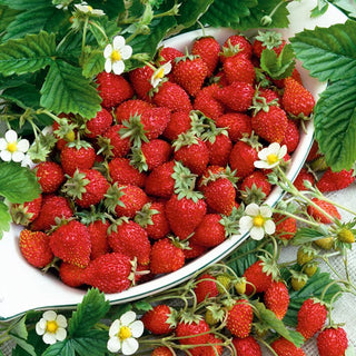 Fragola di Bosco - Running Red - Stoloni rossi aromatici per tutta l’estate - Fragaria vesca