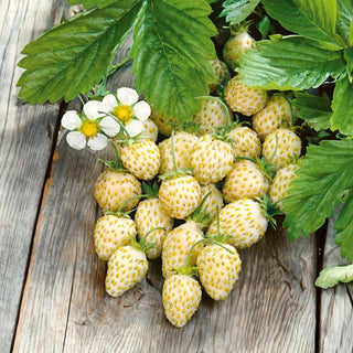Fragola di Bosco - White Soul - Dolce, bianca, fruttifica fino all’autunno - Fragaria vesca