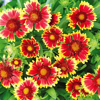 Gaillardia aristata Nana - Bicolor Goblin - Varietà nana nei toni del rosso e dell’oro - Gaillardia aristata