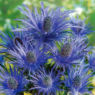 Calcatreppola alpina - Fioritura prolungata e spettacolare - Eryngium alpinum