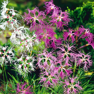 Garofano a pennacchio - Miscuglio - Colori vivaci - Dianthus superbus