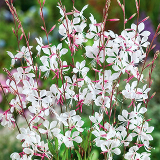 Gaura lindheimeri - Pianta dal fascino etereo - Gaura lindheimeri