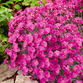 Garofano di Grenoble - Pianta xerofila e resistente - Dianthus gratianopolitanus