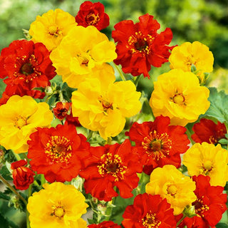 Geum chiloense - Miscuglio - Pianta perenne vigorosa per ogni aiuola - Geum chiloense