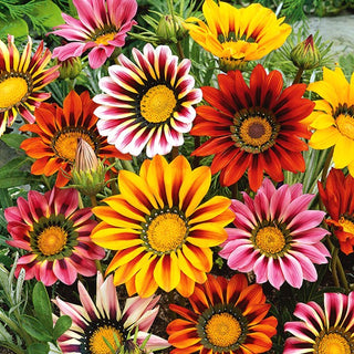 Gazania - Miscuglio - Si aprono al pieno sole - Gazania splendens