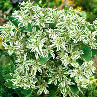 Euforbia marginata - Eccezionalmente ornamentale pianta annuale - Euphorbia marginata