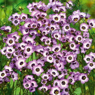 Gilia tricolor - Bird’s eyes - Occhio floreale - fascino tricolore - Gilia tricolor