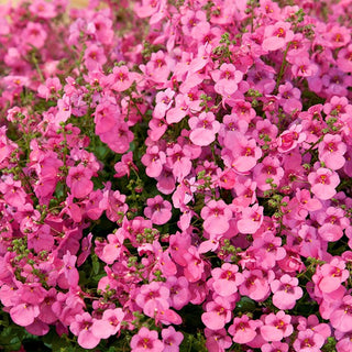 Diascia Pink Queen - Decorazione leggera per balcone - Diascia barberae