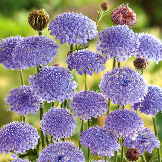 Didiscus caeruleus - Ideale per la semina in gruppo - Didiscus caeruleus