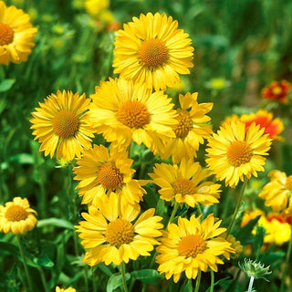 Gaillardia aristata - Aurea Pura - Resistente al sole e alla siccità - Gaillardia aristata