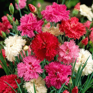 Garofano piumoso - Doppia Miscuglio - Bordura delicata ed elegante - Dianthus plumarius