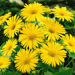 Doronico orientale - Medaillon d’Or - Fiori grandi giallo dorato all’inizio della primavera - Doronicum orientale