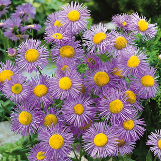 Erigeron speciosus - Blu - Fiorisce a fine estate e in autunno - Erigeron speciosus