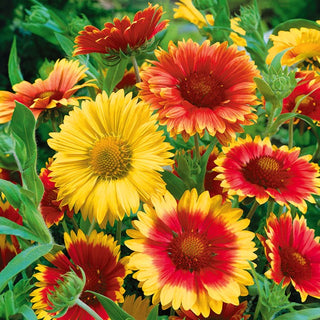 Gaillardia aristata - Miscuglio - Tappeto colorato per aiuole soleggiate - Gaillardia aristata