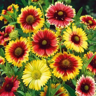 Gaillardia pulchella - Semplice Miscuglio - Tonalità calde, fioritura duratura - Gaillardia pulchella