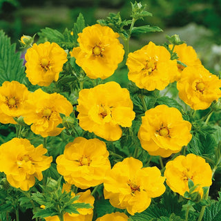 Geum chiloense - Lady Stratheden - Geum elegante da giardino - Geum chiloense